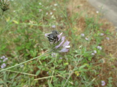 Anthophora alluaudi