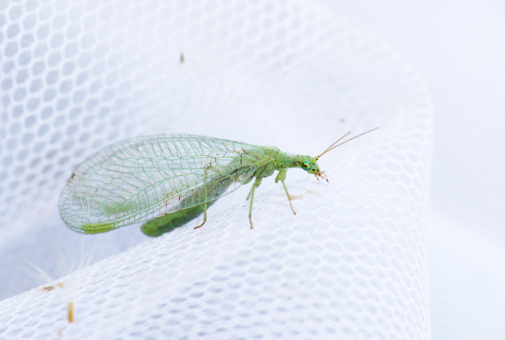 Chrysopa commata