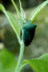 Piezosternum subulatum