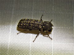 Lichenophanes bicornis