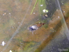 Lymnaea stagnalis