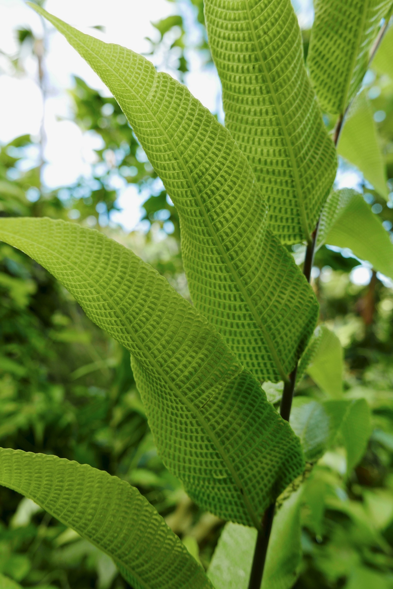 Meniscium reticulatum