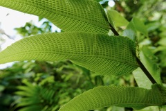 Meniscium reticulatum