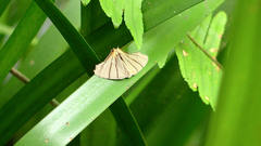 Orudiza protheclaria