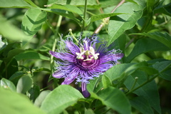 Passiflora incarnata × cincinnata