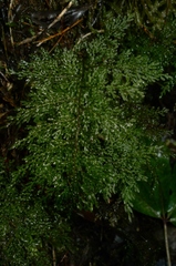 Hymenophyllum flexuosum
