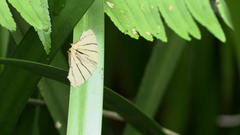 Orudiza protheclaria