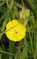 Oenothera pilosella