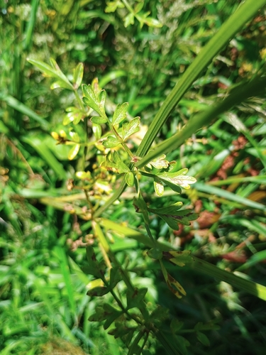 Hemlock Water-dropwort