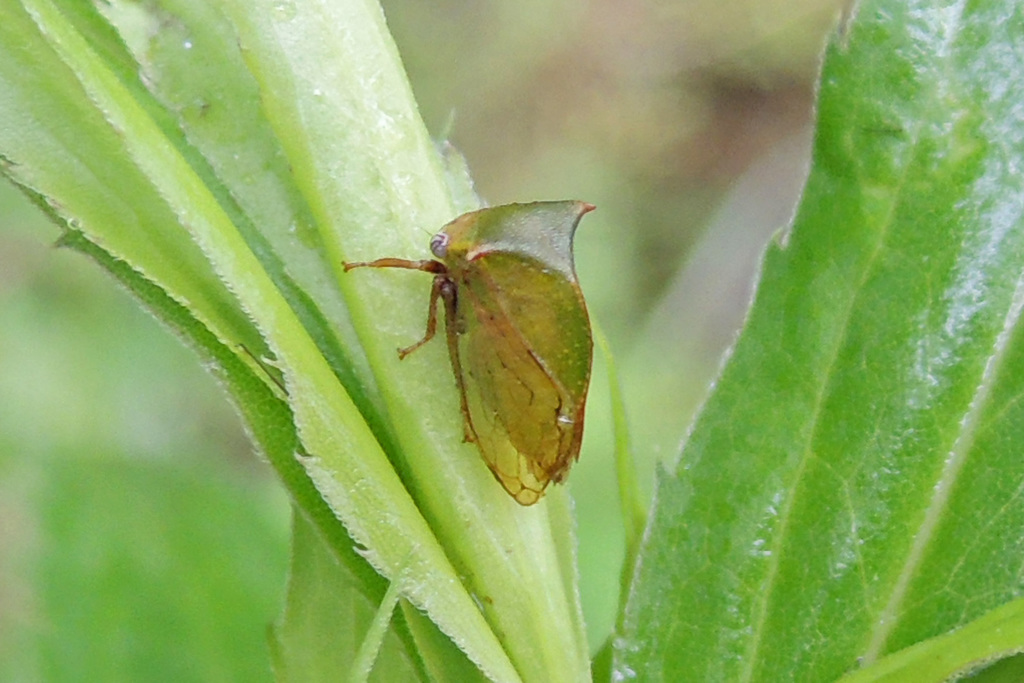 Stictocephala brevitylus