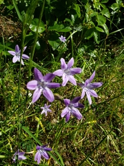 Triteleia