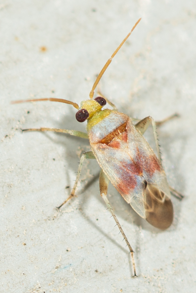 Tuponia elegans