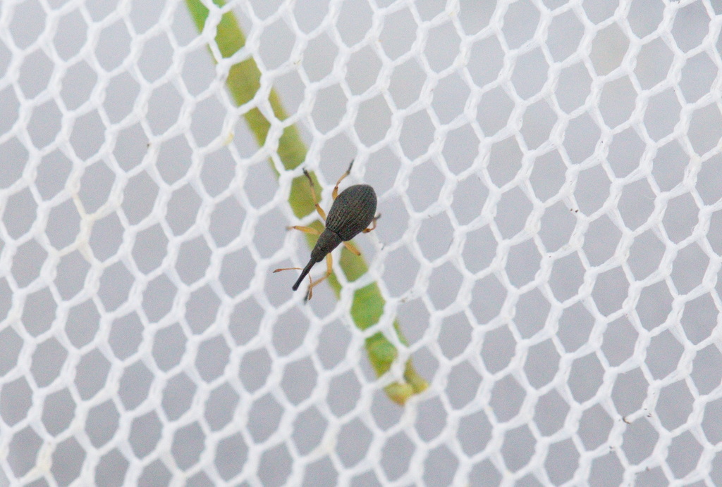 Protapion gracilipes