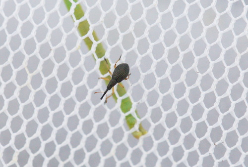 Protapion gracilipes