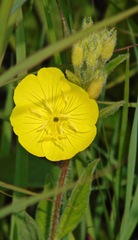 Oenothera pilosella