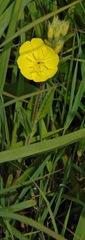 Oenothera pilosella