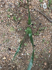 Trachyandra muricata