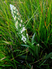 Platanthera dilatata leucostachys