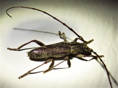 Elaphidion mucronatum