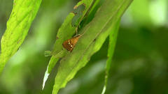 Nosophora semitritalis