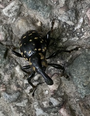 Liparus glabrirostris