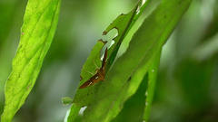 Nosophora semitritalis