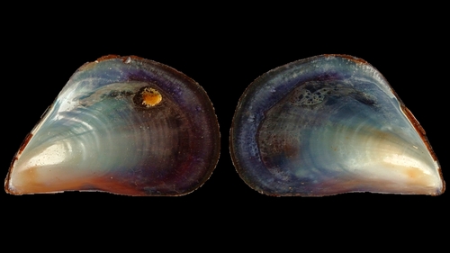 Mediterranean Mussel