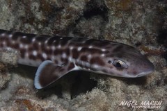 Atelomycterus marmoratus