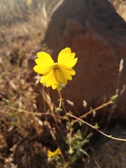 Calycadenia truncata