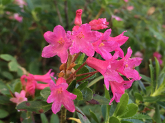Rhododendron hirsutum