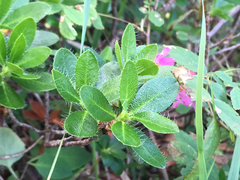 Rhododendron hirsutum