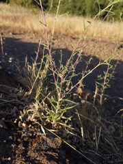 Calycadenia truncata