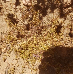 Chorizanthe procumbens