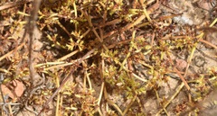 Chorizanthe procumbens