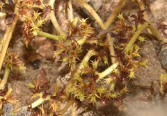 Chorizanthe procumbens