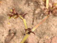 Chorizanthe procumbens