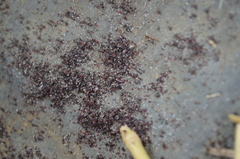 Dermanyssus gallinae