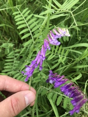 Vicia villosa