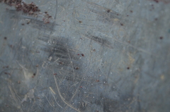 Dermanyssus gallinae