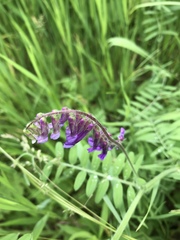 Vicia villosa