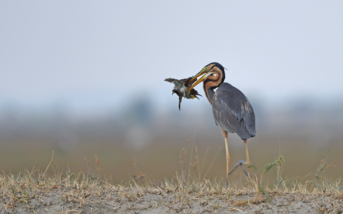 Purple Heron photographed in Hungary