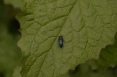 Agrilus cyanescens