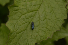 Agrilus cyanescens