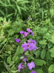 Hesperis matronalis