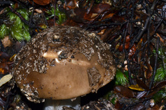 Amanita nothofagi