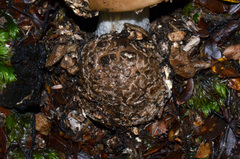 Amanita nothofagi