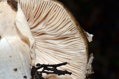 Amanita nothofagi