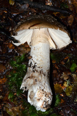 Amanita nothofagi
