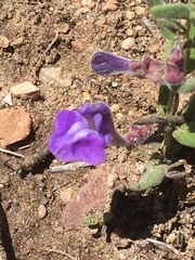 Scutellaria brittonii