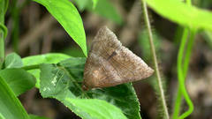 Bastilla absentimacula